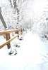 snow-covered wooden railing alongside a snow-covered path surrounded by trees heavily laden with fresh snow